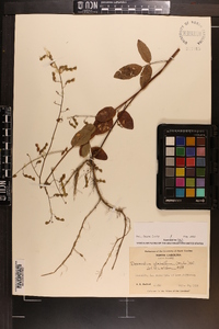 Desmodium glabellum image