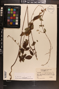 Desmodium glabellum image