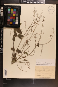 Desmodium glabellum image