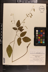 Desmodium glabellum image