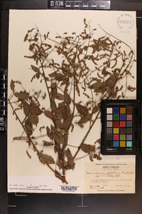 Desmodium glabellum image