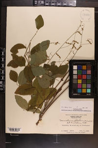 Desmodium glabellum image