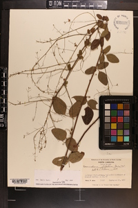 Desmodium glabellum image