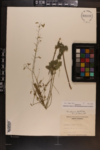 Desmodium ciliare image