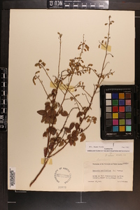 Desmodium ciliare image