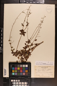 Desmodium ciliare image