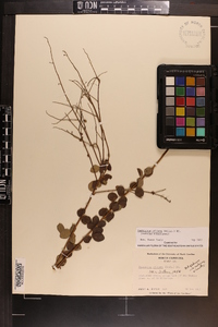 Desmodium ciliare image