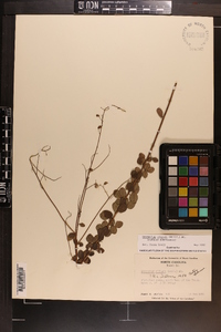 Desmodium ciliare image