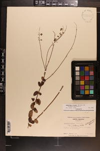 Desmodium ciliare image