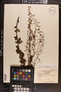 Desmodium ciliare image