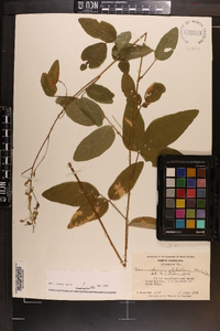 Desmodium glabellum image