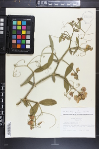 Lathyrus latifolius image