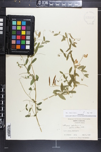 Lathyrus palustris image