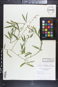 Lathyrus hirsutus image