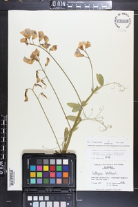 Lathyrus latifolius image