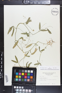 Lathyrus hirsutus image