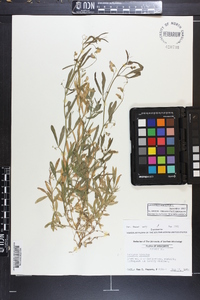 Lathyrus hirsutus image