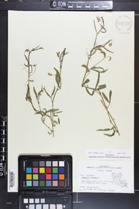 Lathyrus hirsutus image