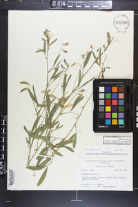 Lathyrus hirsutus image