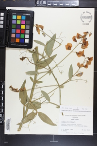 Lathyrus latifolius image