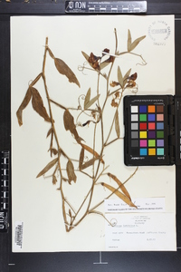 Lathyrus latifolius image