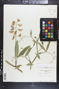 Lathyrus latifolius image