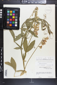 Lathyrus latifolius image