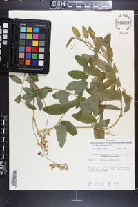 Lathyrus venosus image