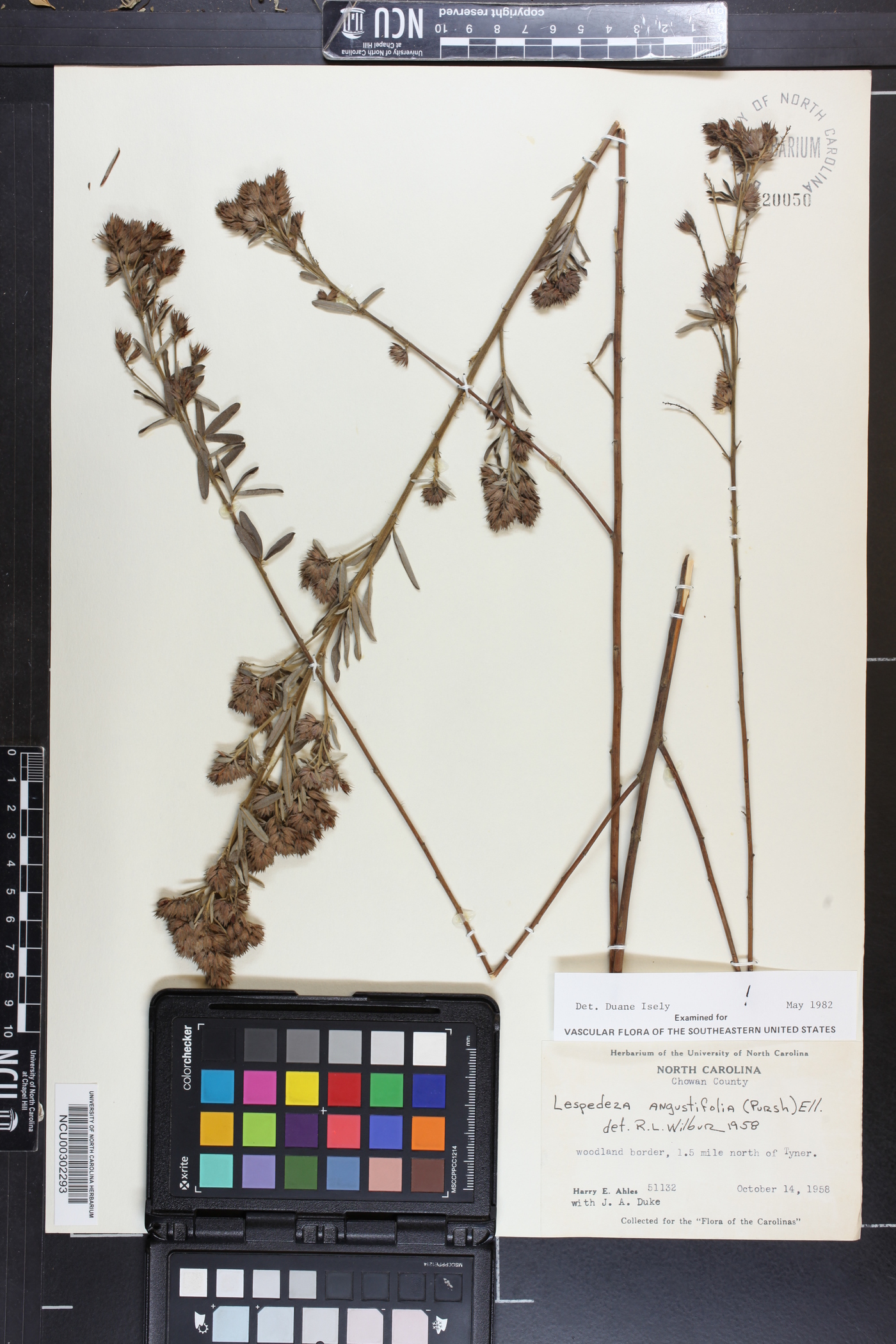 Lespedeza angustifolia image