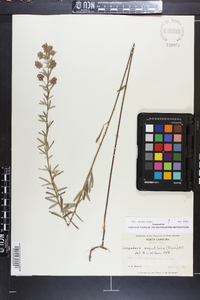 Lespedeza angustifolia image