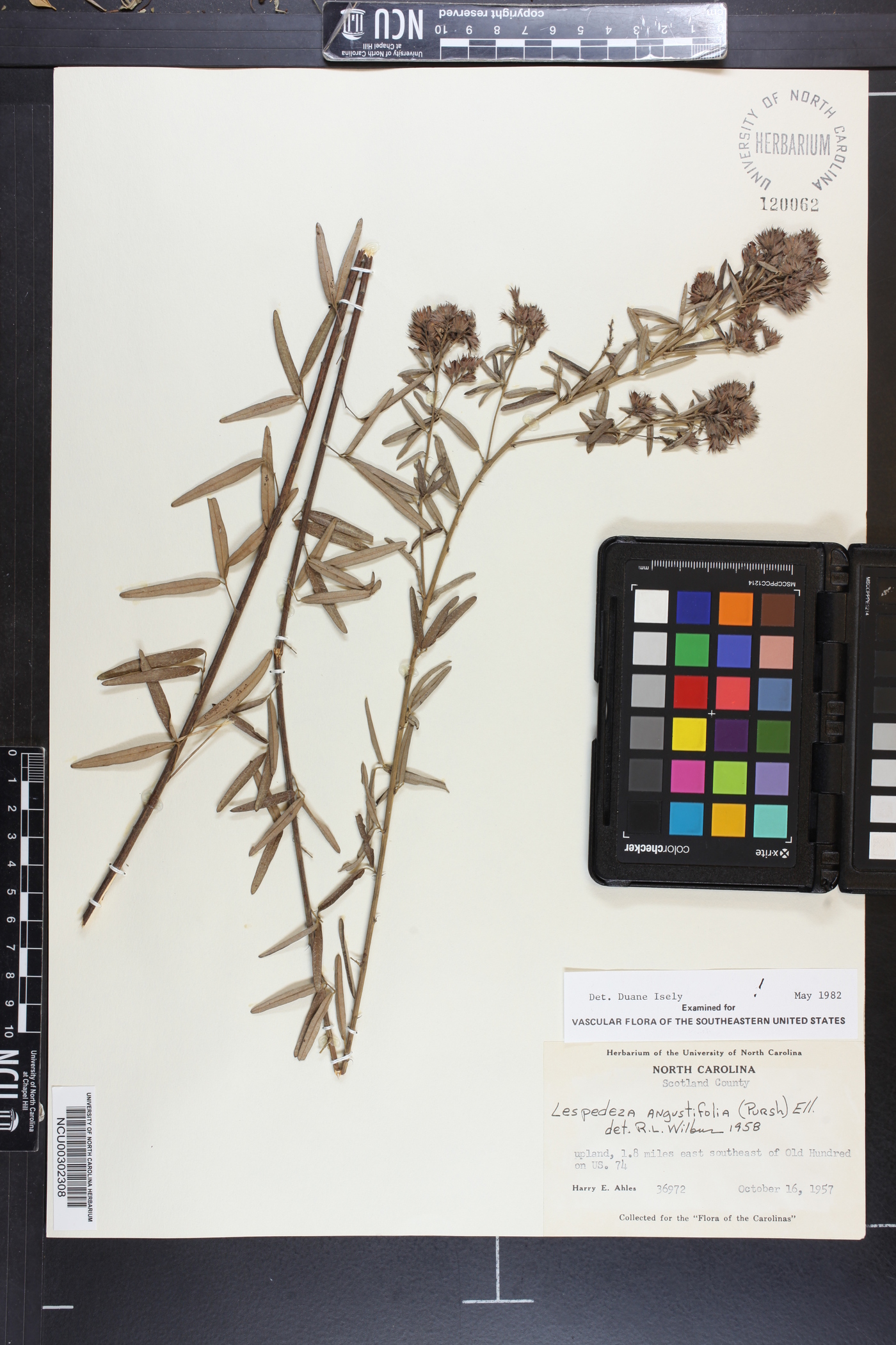 Lespedeza angustifolia image