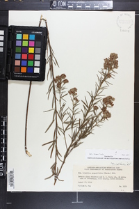 Lespedeza angustifolia image