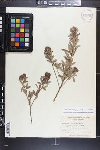 Lespedeza capitata image