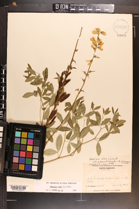 Baptisia alba image