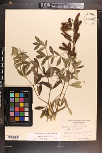 Baptisia alba image