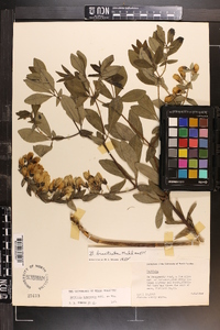 Baptisia bracteata image