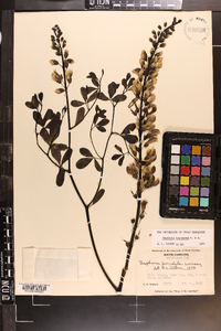 Baptisia alba image