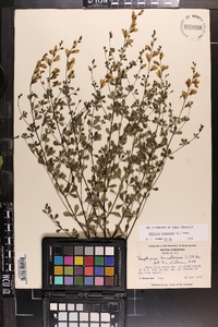 Baptisia tinctoria image