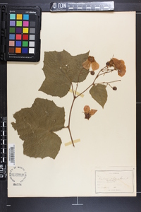 Rubus odoratus image