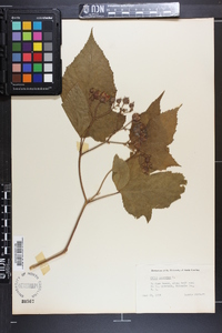 Rubus odoratus image