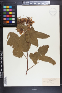 Rubus odoratus image