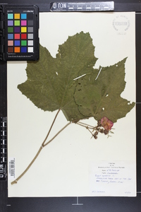 Rubus odoratus image