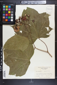 Rubus odoratus image