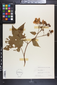 Rubus odoratus image