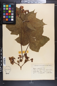 Rubus odoratus image