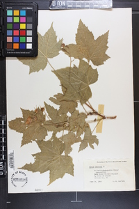 Rubus odoratus image