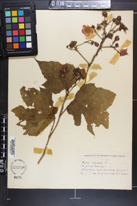 Rubus odoratus image