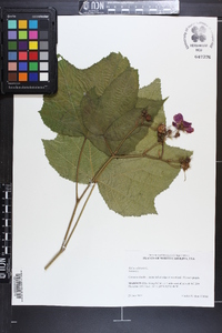 Rubus odoratus image