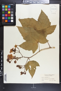 Rubus odoratus image