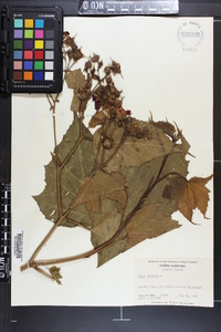 Rubus odoratus image